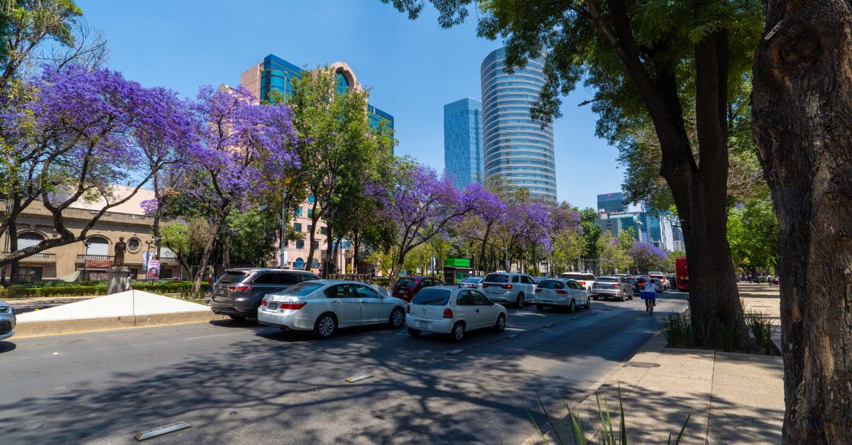 A Mexico City street in jacaranda season, purple trees over the traffic