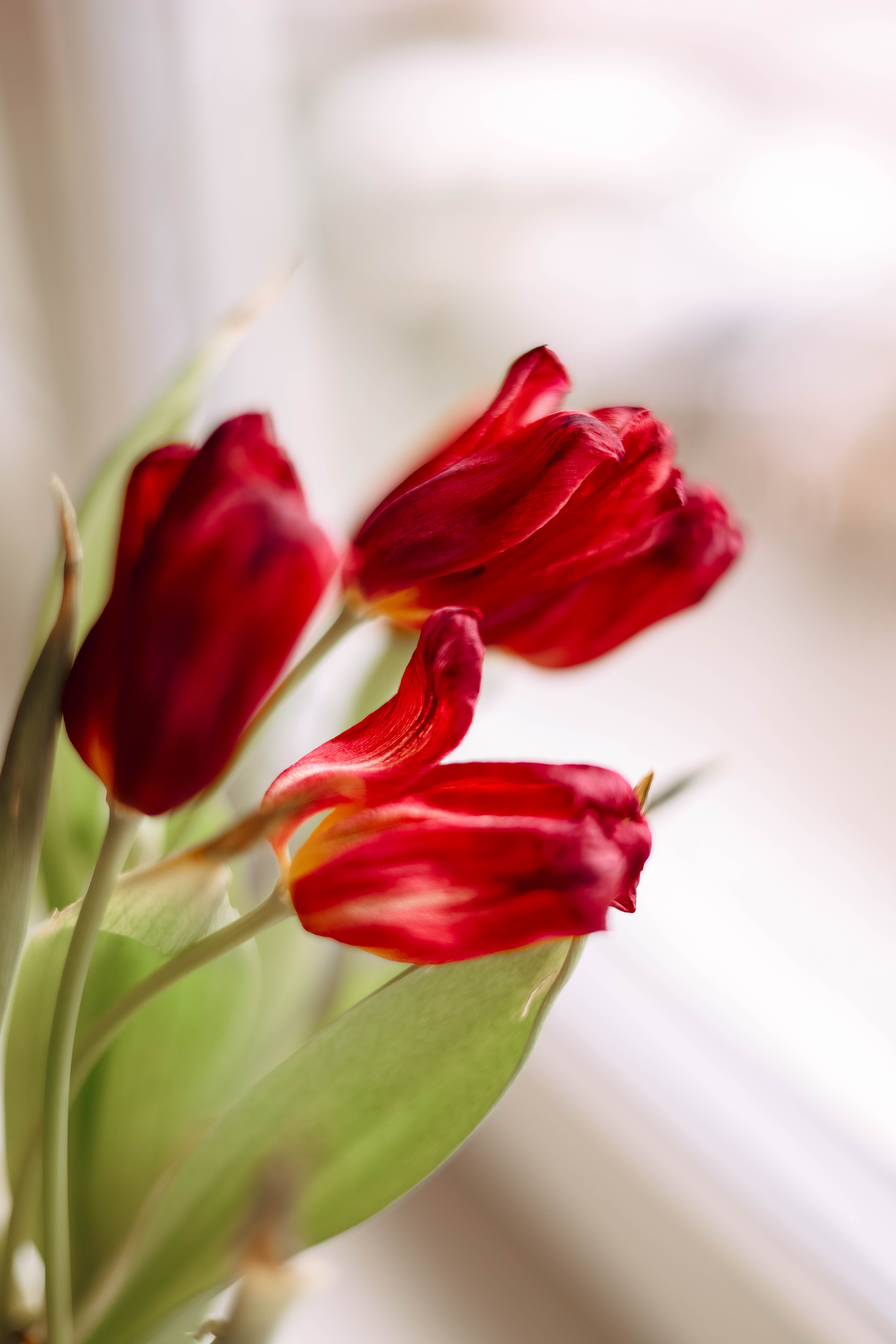 Red Tulips by Window · Free Stock Photo