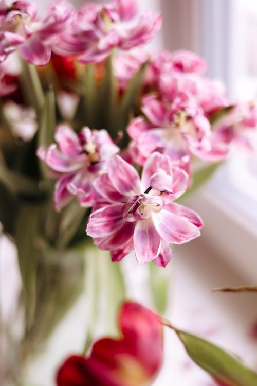 Ilmainen kuvapankkikuva tunnisteilla kasvit, kukat, pinkki