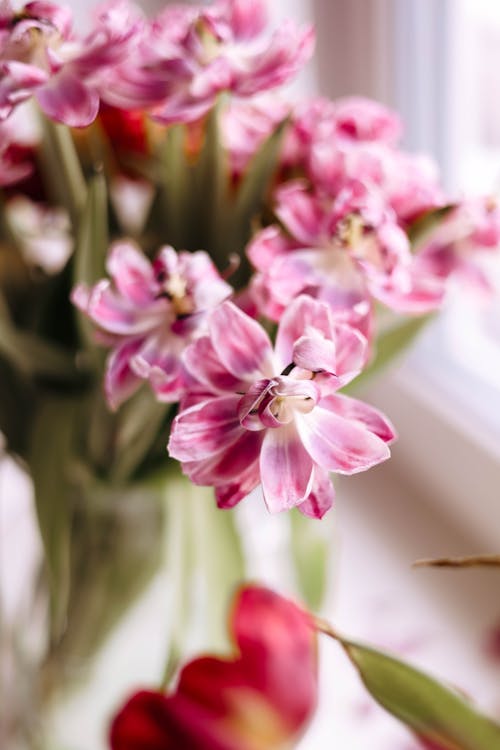 Foto profissional grátis de cor-de-rosa, flores, foco seletivo