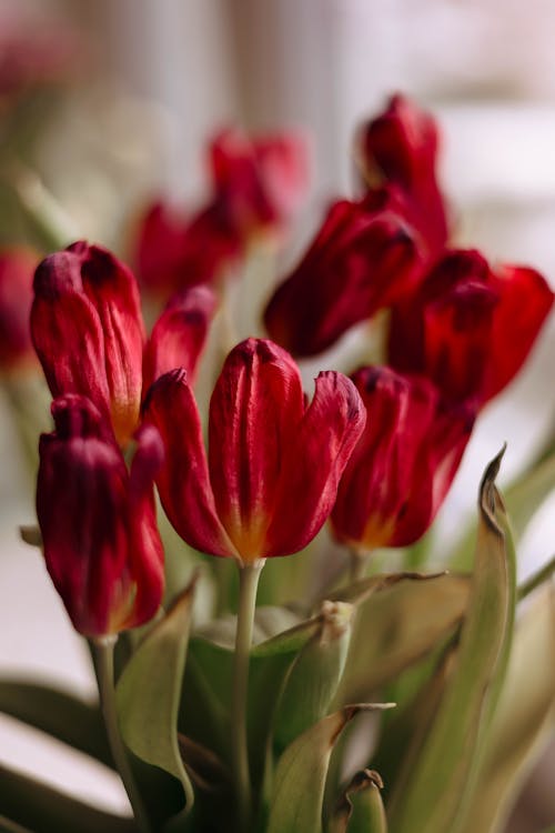 垂直拍攝, 春天, 紅色 的 免費圖庫相片