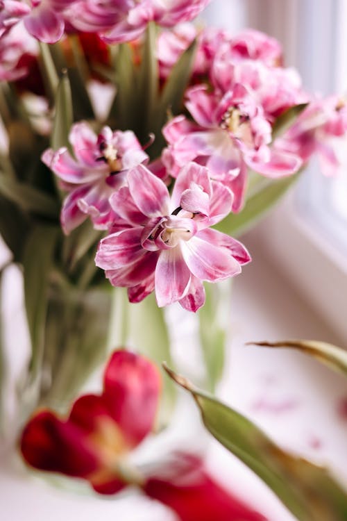 Fotos de stock gratuitas de alféizar, decoración, florero