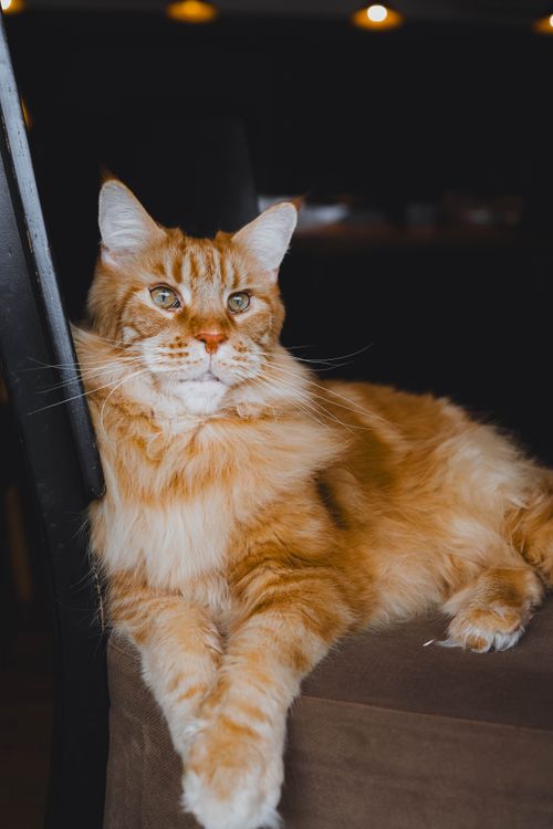 Free A fluffy ginger Maine Coon cat lounging comfortably on a chair in a cozy indoor setting. Stock Photo