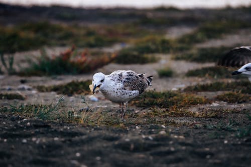 Gratis stockfoto met aarde, dierenfotografie, eten