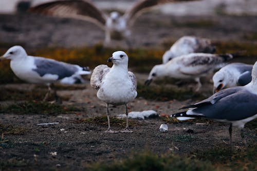 Darmowe zdjęcie z galerii z fotografia przyrodnicza, fotografia zwierzęcia, natura