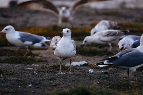 Free A flock of seagulls foraging on the ground in Tekirdağ, Türkiye. Wildlife captured up close. Stock Photo