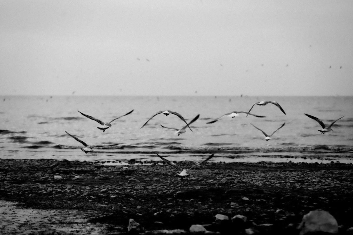 Black and White Seagulls Over Ocean Scene · Free Stock Photo
