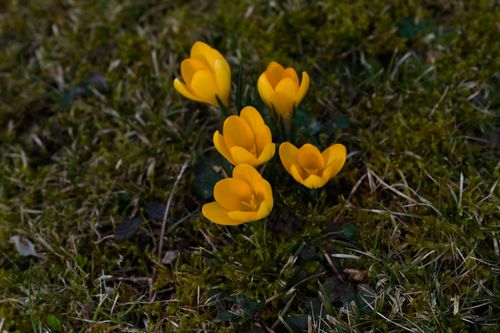 Free Bright yellow crocuses blooming amidst a mossy green field, symbolizing spring renewal. Stock Photo