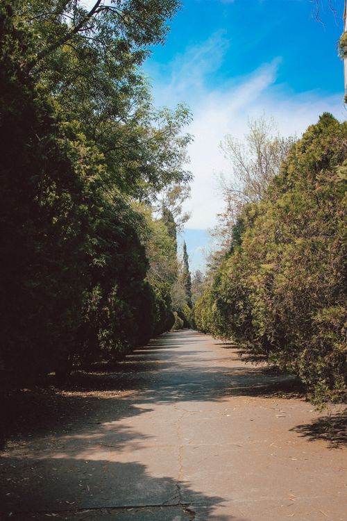 Free Tranquil summer scene of a tree-lined pathway under a clear blue sky. Stock Photo