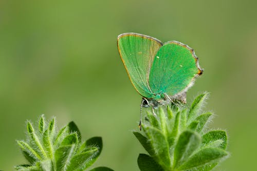  Callophrys Rubi