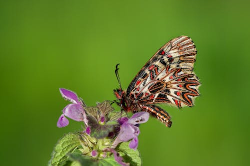 Zerynthia Polissena