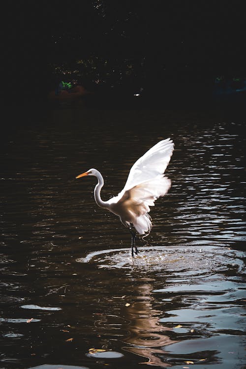 Gratis stockfoto met reiger, rivier, verticaal schot