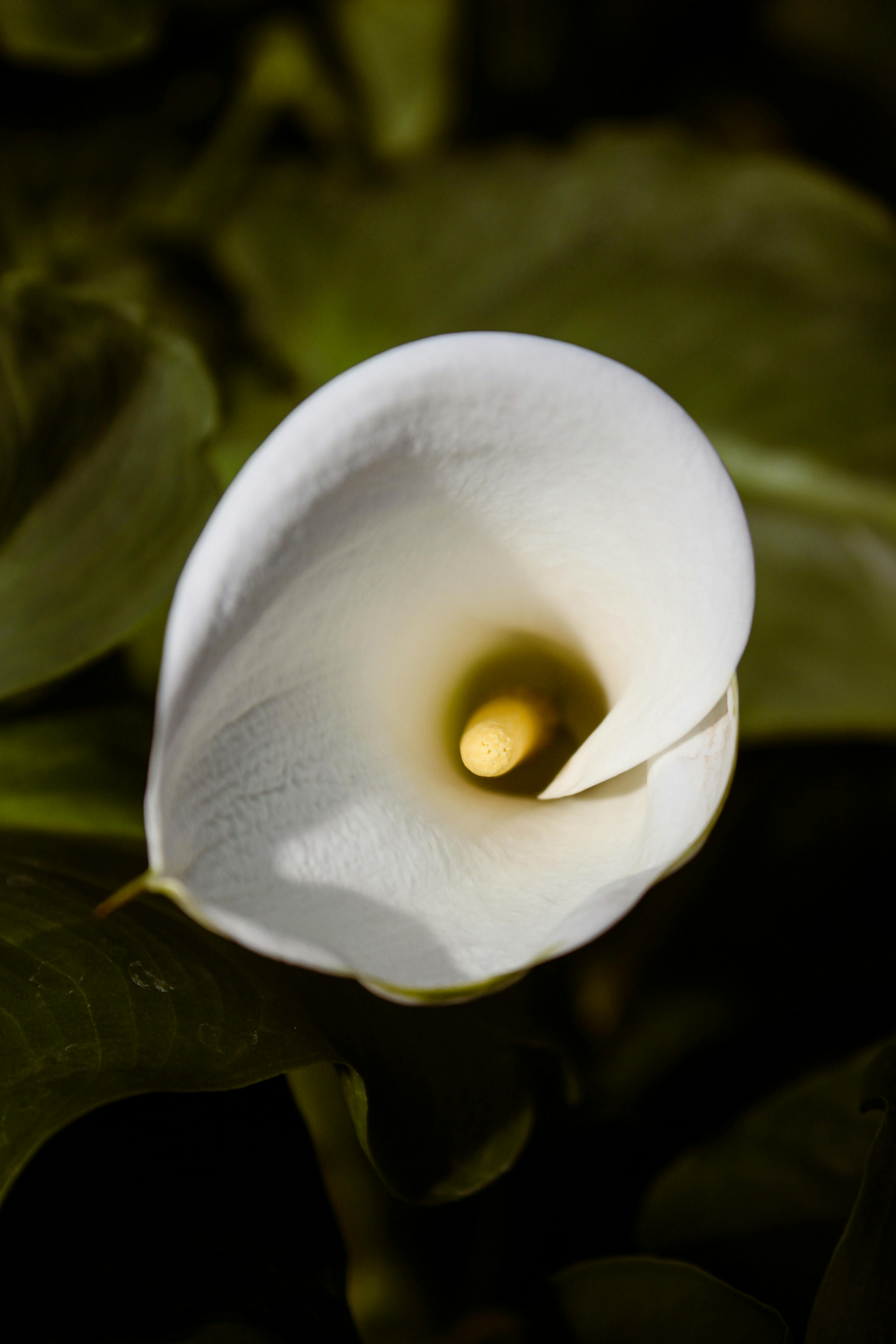 Calla Lily Photos, Download The BEST Free Calla Lily Stock Photos & HD ...