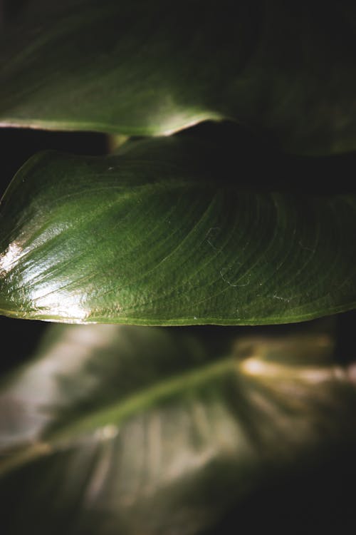 녹색, 셀렉티브 포커스, 식물의 무료 스톡 사진