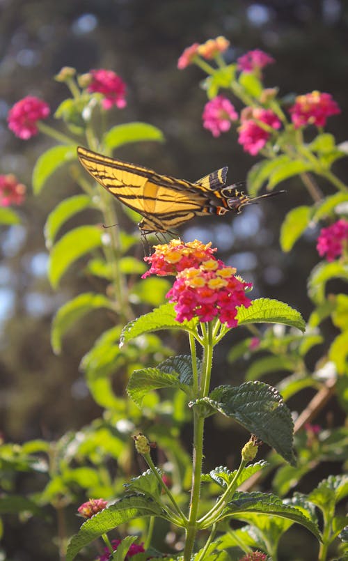 lantanas, 動物攝影, 垂直拍摄 的 免费素材图片