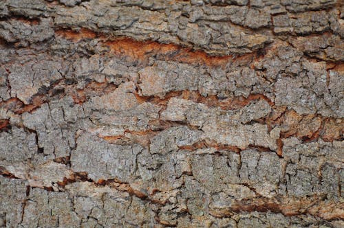 Free Brown Tree Bark Stock Photo