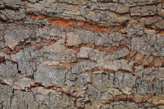 Brown Tree Bark