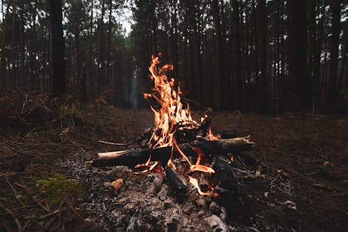 A campfire in the woods with a fire burning