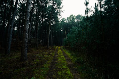 ダート, 常緑樹, 森林の無料の写真素材