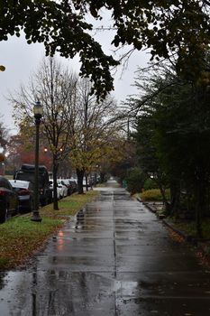 A quiet urban street lined with trees on a rainy day, featuring wet pavement and reflections.