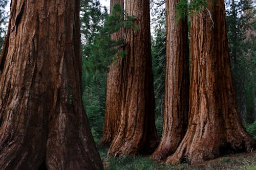 Бесплатное стоковое фото с величественный, деревья, древний