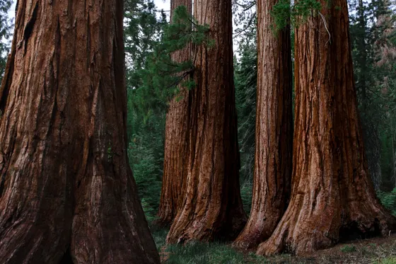Sunlight through a giant sequoia forest