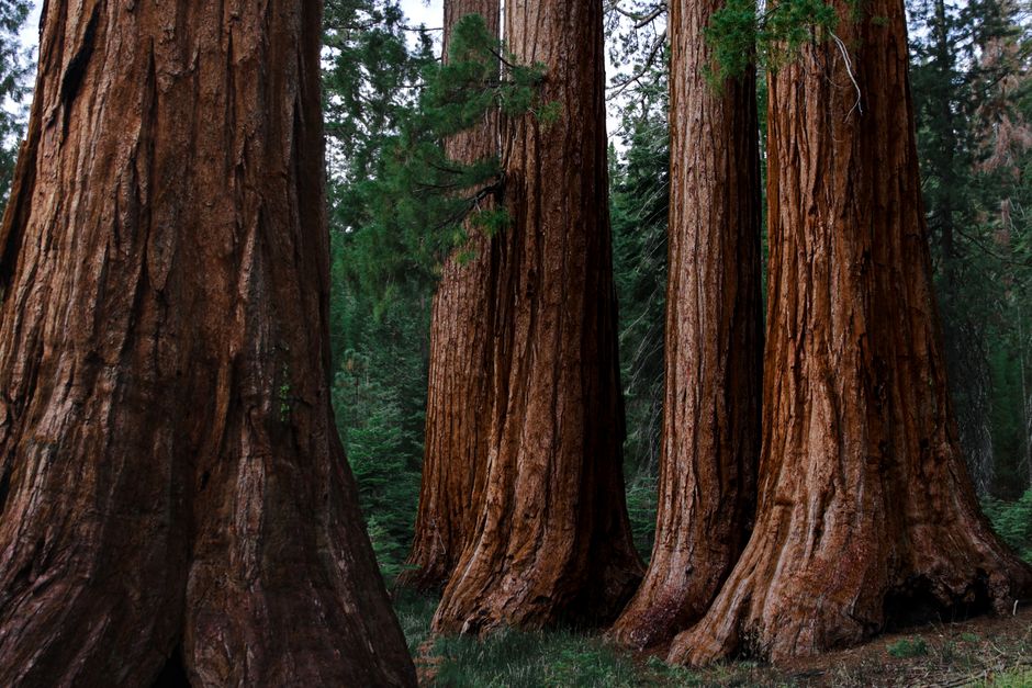 Ancient tree trunks in a dense forest showing massive girth — giant sequoia identification Surrey BC