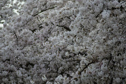 Das blühen der Kirschblüten an Kirschbäumen