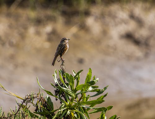 Free A bird is perched on a plant in the grass Stock Photo