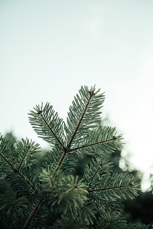 Foto d'estoc gratuïta de acícules, arbre, arbre de pi