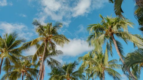 Free Low angle view of lush palm trees reaching into a vibrant blue sky in Honolulu, Hawaii. Stock Photo