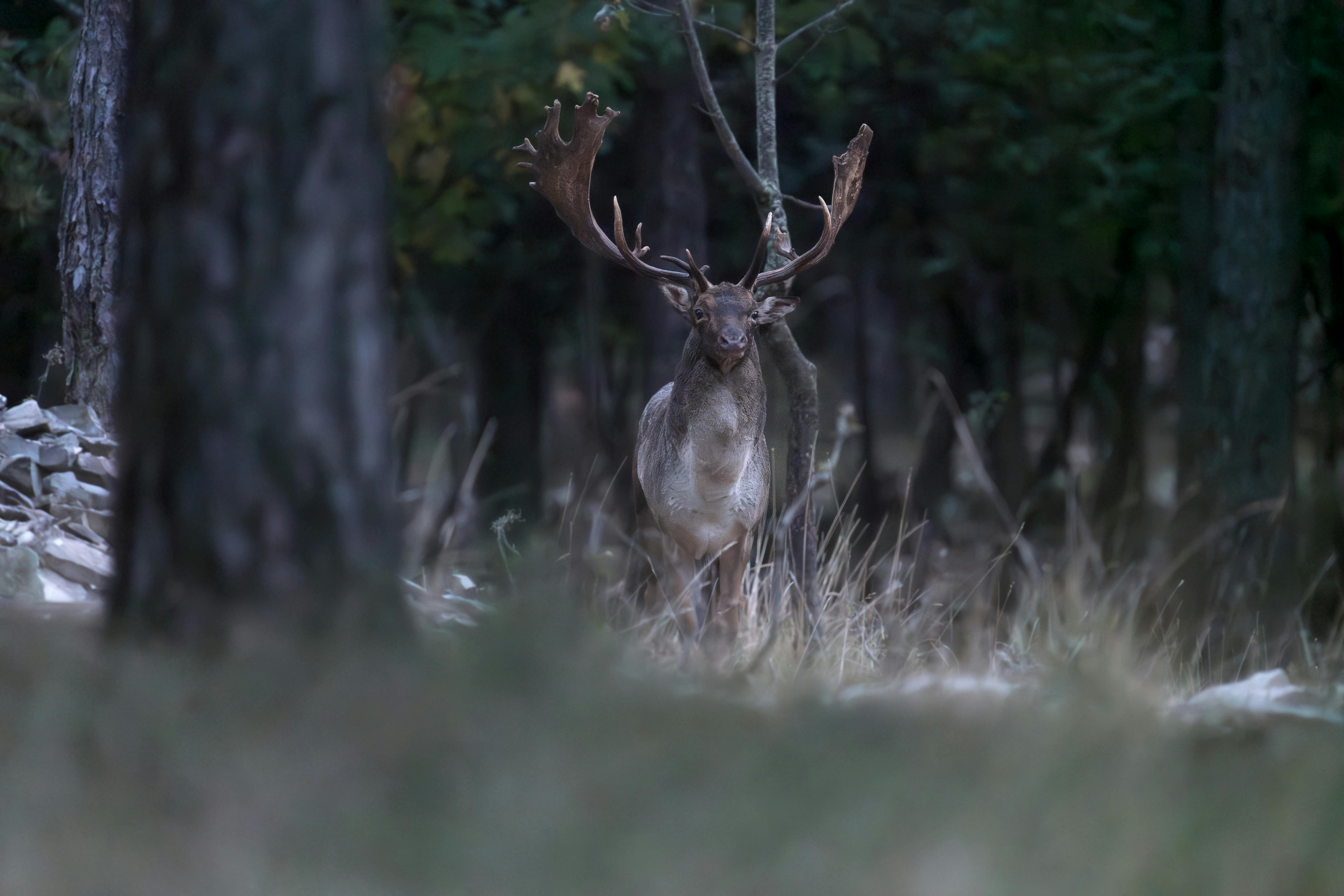 grátis Foto profissional grátis de animais selvagens, animal, ao ar livre Foto profissional