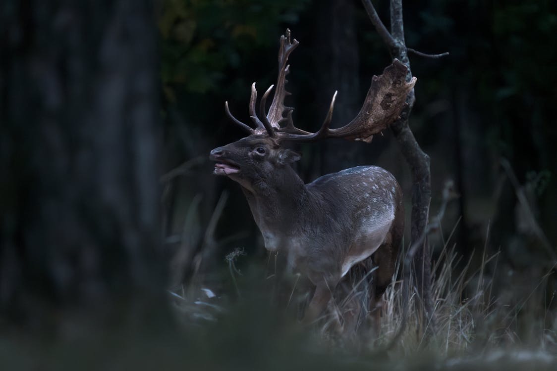 Gratis arkivbilde med biologisk mangfold, dyrefotografering, dyreverdenfotografier