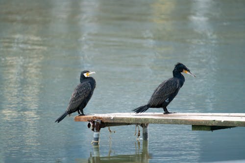 Gratis lagerfoto af anløbsbro, dyrefotografering, fugle