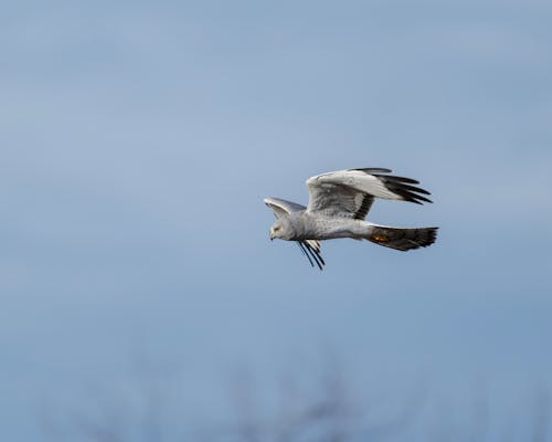 A bird flying through the air with its wings spread
