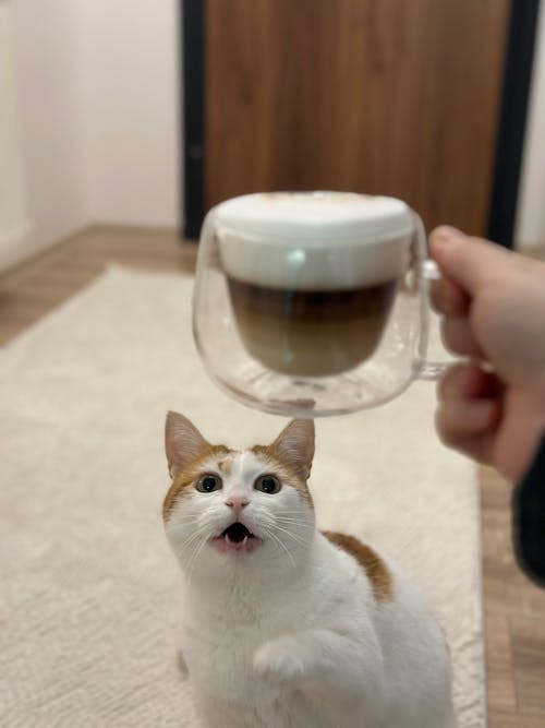A cat is holding a cup of coffee