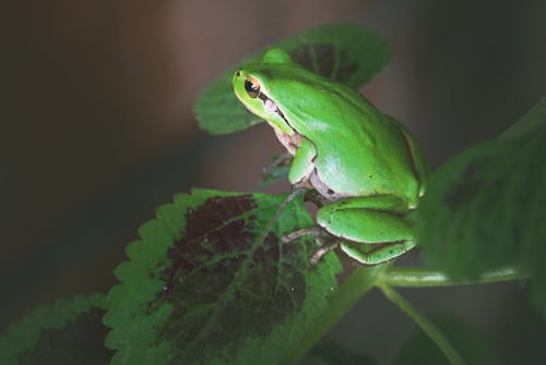 カエル, 両生類, 動物の写真の無料の写真素材
