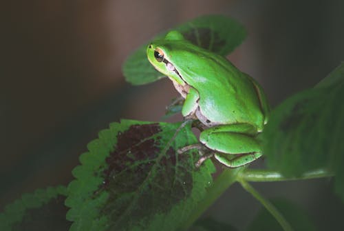 Ingyenes stockfotó állat, béka, biológia témában