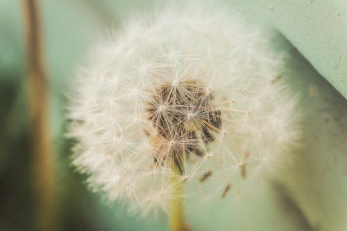 Kostenloses Stock Foto zu löwenzahn, nahansicht, pflanze