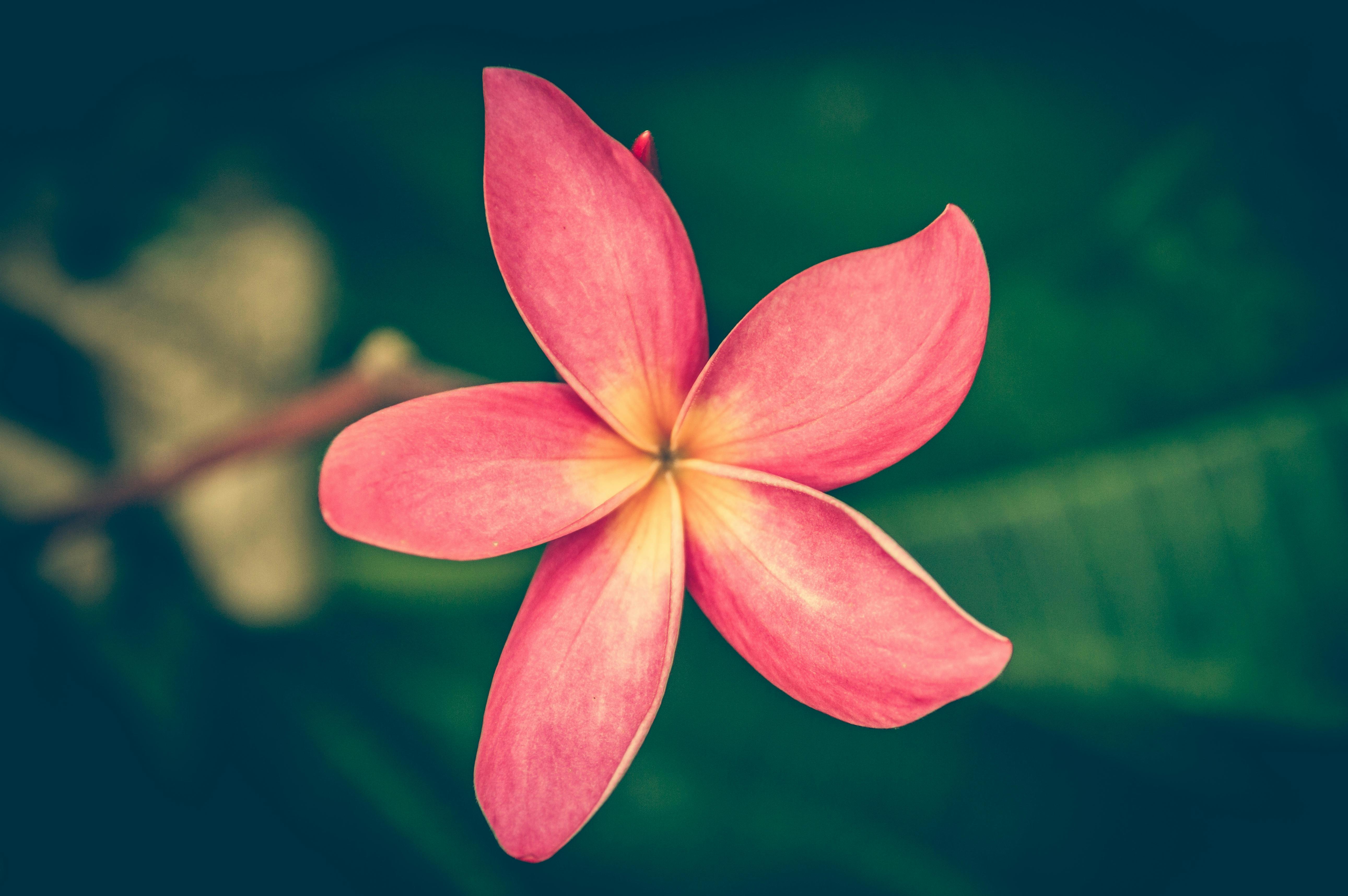 Best Nature Photography Red Best Nature Photography Red