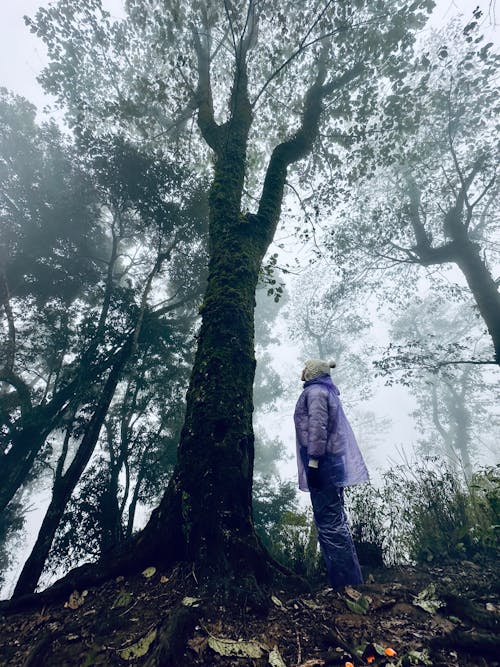 Δωρεάν στοκ φωτογραφιών με lao cai, y tý, λαο παρά