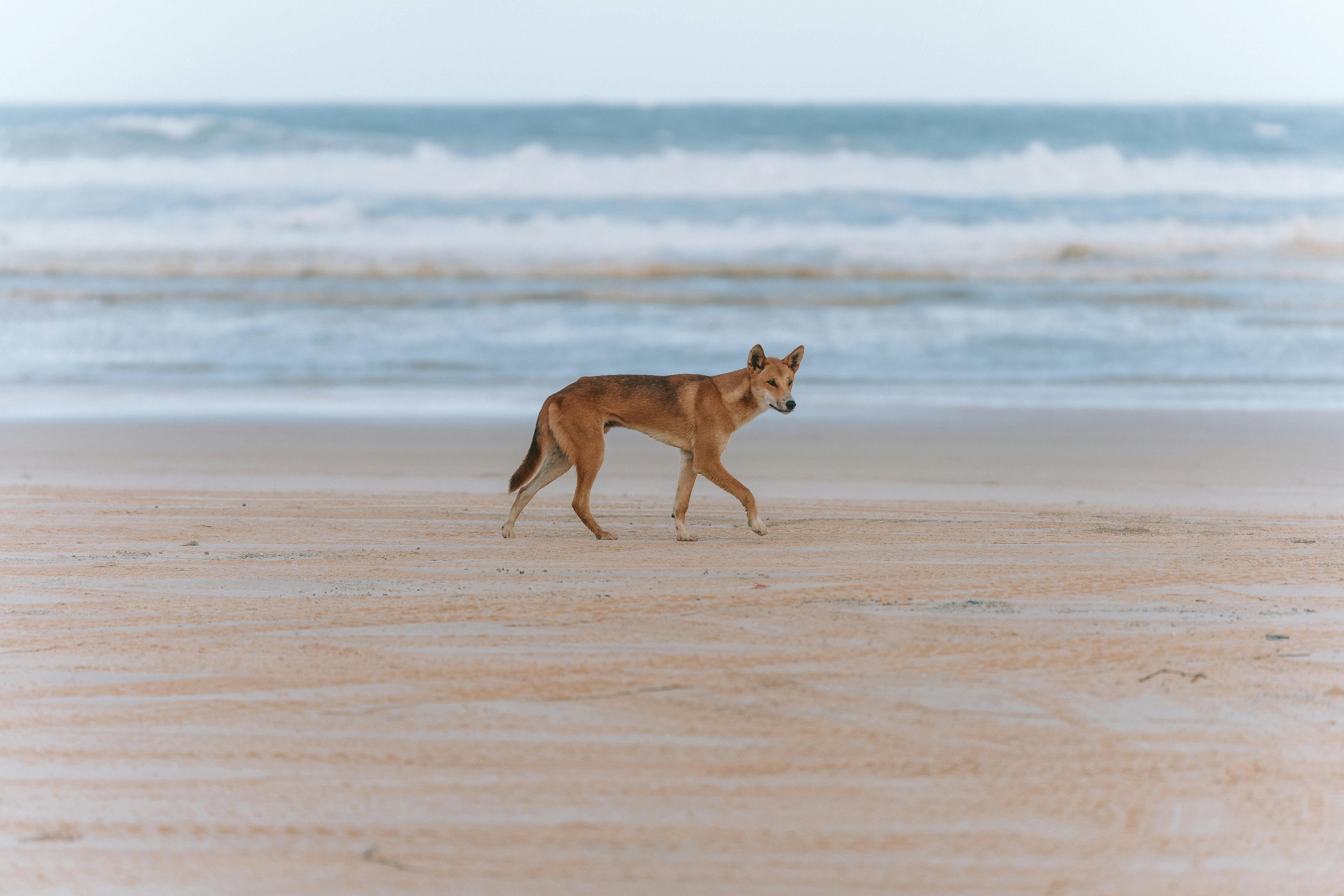 Dingo on Beach on Sea Shore