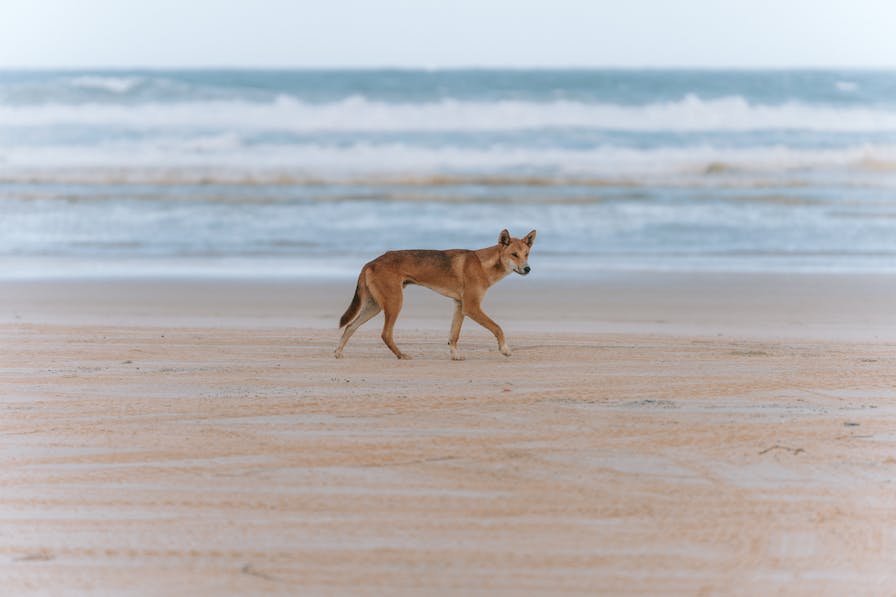 Australian Dingo: Facts, Habitat, and Behavior Insights