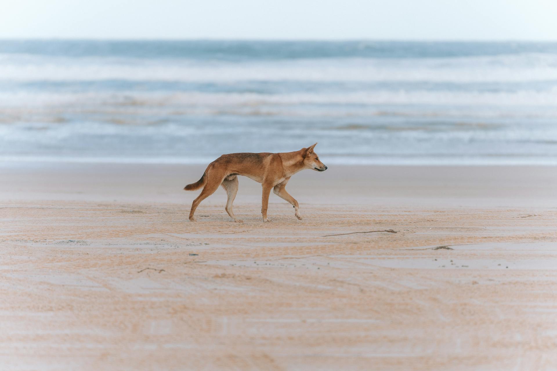 Dingo on Sea Shore