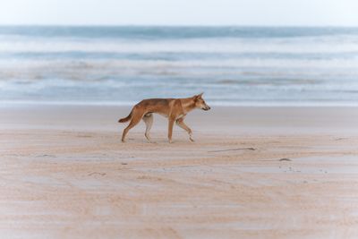 African Wild Dog