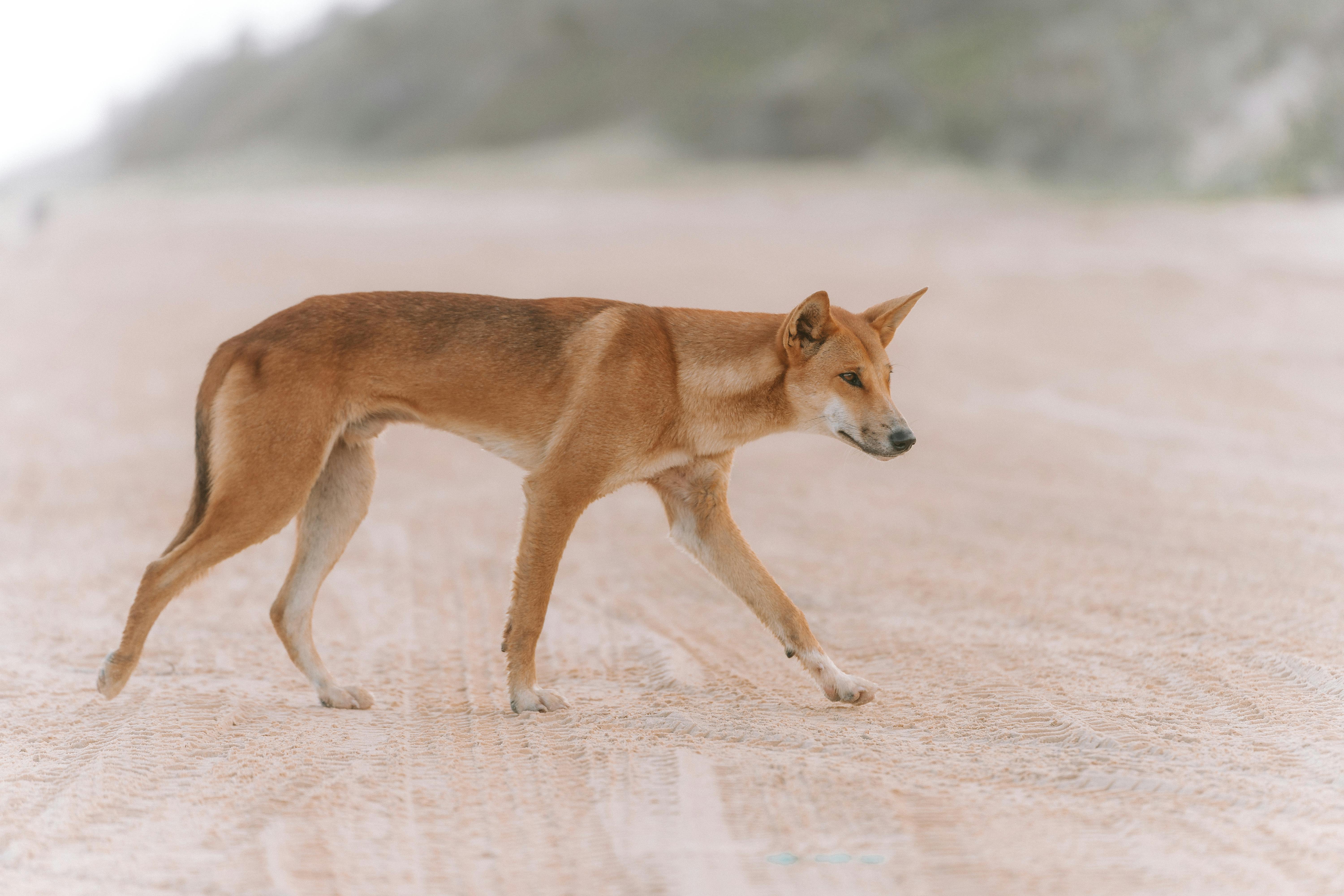 Dingo Walking in a Desert