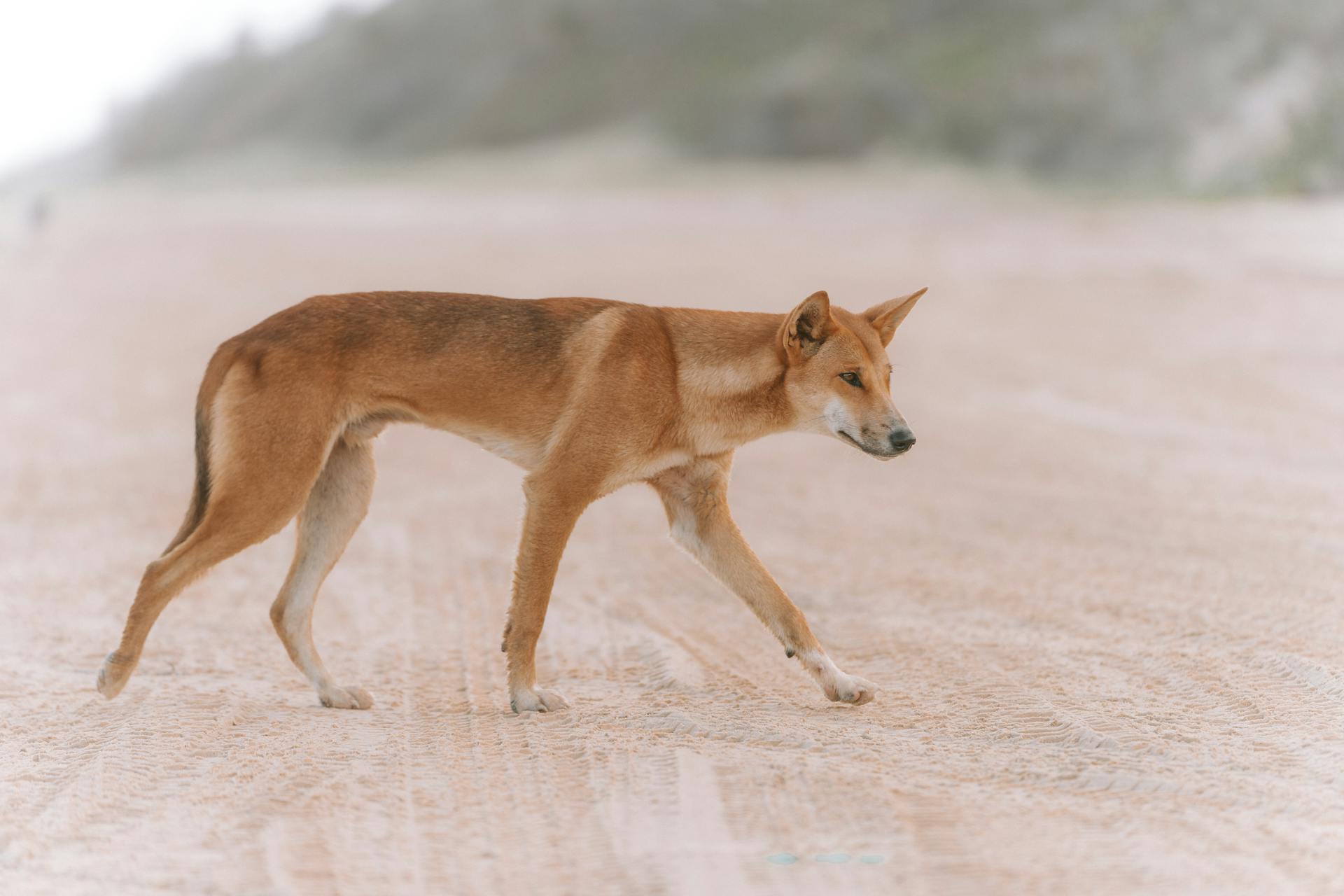 Dingo Walking in a Desert