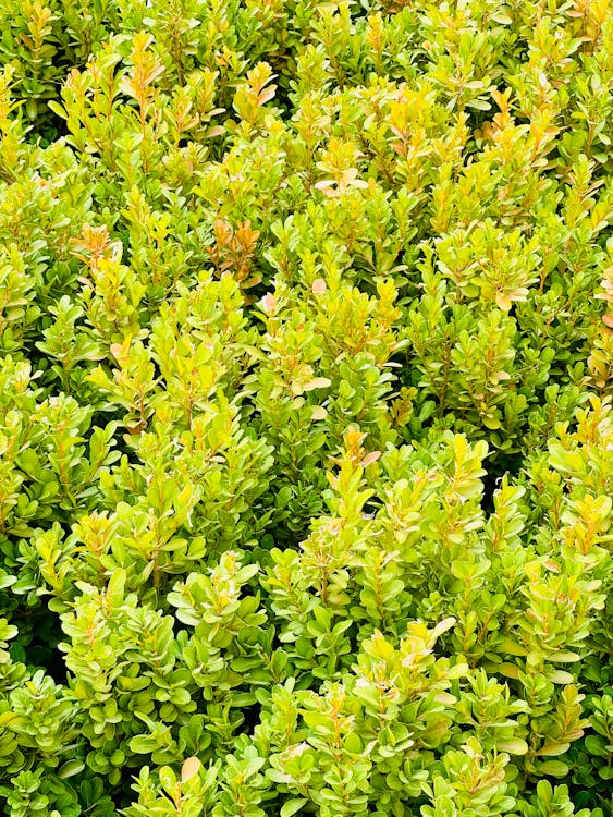 Close-up of Bright Green Boxwood Shrubs 