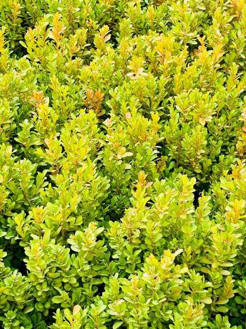 Free Vibrant green boxwood shrubs thriving in a sunny garden setting. Stock Photo