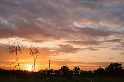 A sunset over a field with tall grass